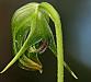 Pterostylis nutans - Nodding Greenhood.jpg